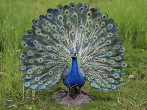 Hi-Line Gift Peacock with Feathers Out Statue Hi-Line Gift Peacock with Feathers Out Statue