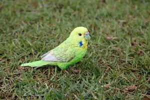 Hi-Line Gift Green Budgerigar with Iron Foot Statue Hi-Line Gift Green Budgerigar with Iron Foot Statue