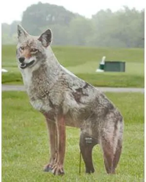 BIRD-X COYOTE Coyote, 2-D,4 lb.,Coraplast