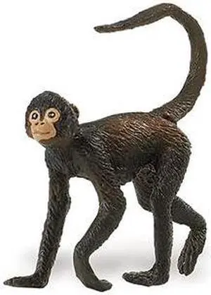Spider Monkey