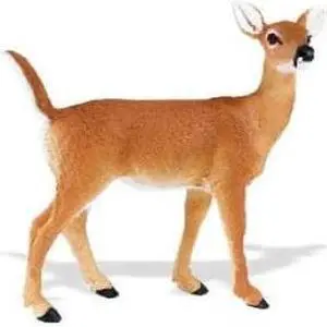 North American Wildlife: Whitetail Doe