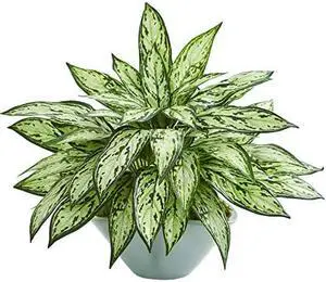 Silver Queen Artificial Plant in Green Vase