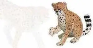 Safari Wild Safari Wildlife Cheetah Cub