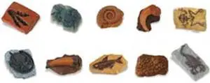 Plastic Miniatures In Toobs-Ancient Fossils 10/Pkg