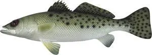 Spotted Sea Trout Replica Nautical Saltwater Fishing Wall Decor 28 Inches