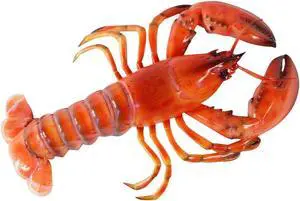Maine Ocean Sea Steamed Red Lobster Fishing 16 Inch Wall Decor