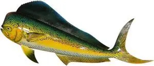 Replica Mahi 28 Inch Dolphin Salt Water Fishing Wall Decor