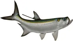 Replica Tarpon Saltwater Game Ocean Fish Wall Decor 28 inch