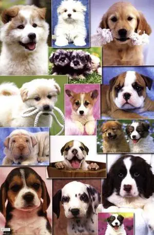 Puppies 2 Poster Print (24 x 36) Puppies 2 Poster Print (24 x 36)