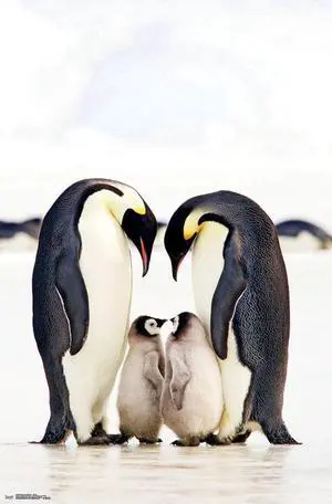 Emperor Penguins - Group Poster Print (22 x 34) Emperor Penguins - Group Poster Print (22 x 34)
