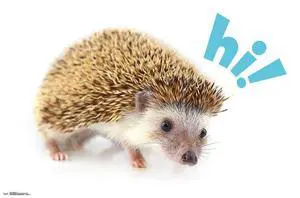 Hedgehog - Hi Poster Print (34 x 22) Hedgehog - Hi Poster Print (34 x 22)