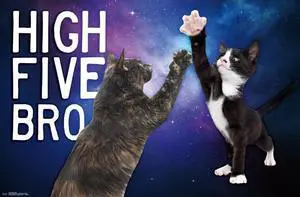 Kittens - High 5 Poster Print (34 x 22) Kittens - High 5 Poster Print (34 x 22)