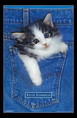Kitten - Pocket Poster Print (22 x 34) Kitten - Pocket Poster Print (22 x 34)