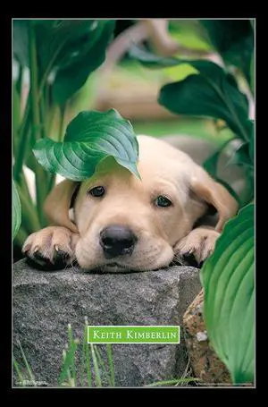 Puppy - Lazy Days Poster Print (22 x 34) Puppy - Lazy Days Poster Print (22 x 34)