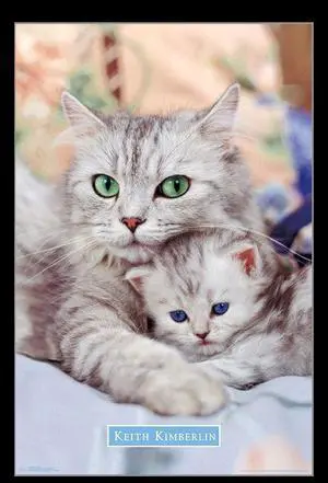 Kitten - Momma Poster Print (22 x 34) Kitten - Momma Poster Print (22 x 34)