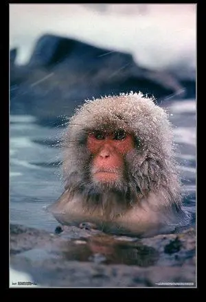 Life - Japanese Snow Monkey Poster Print (22 x 34) Life - Japanese Snow Monkey Poster Print (22 x 34)