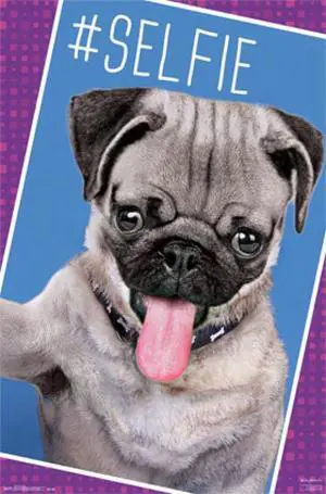 Pug - Selfie Poster Print (24 x 36) Pug - Selfie Poster Print (24 x 36)