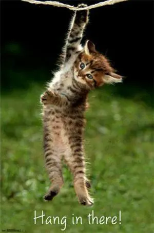 Kitten - Hang in There Poster Print (22 x 34) Kitten - Hang in There Poster Print (22 x 34)