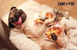 Dug The Pug - Fries Poster Print (34 x 22) Dug The Pug - Fries Poster Print (34 x 22)