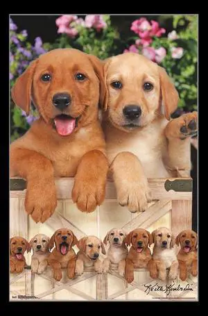 Puppies - Labs Poster Print (22 x 34) Puppies - Labs Poster Print (22 x 34)