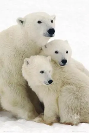 Polar Bear And Cubs Poster Print (22 x 34) Polar Bear And Cubs Poster Print (22 x 34)