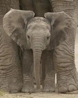 Big Ears Baby Elephant Poster Print (16 X 20) Big Ears Baby Elephant Poster Print (16 X 20)