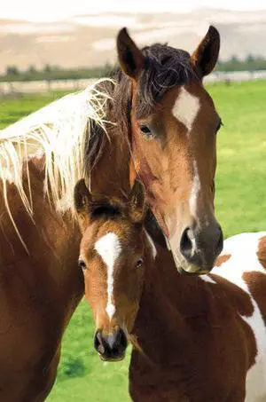 Horses Mare And Foal Poster Print (22 x 34) Horses Mare And Foal Poster Print (22 x 34)