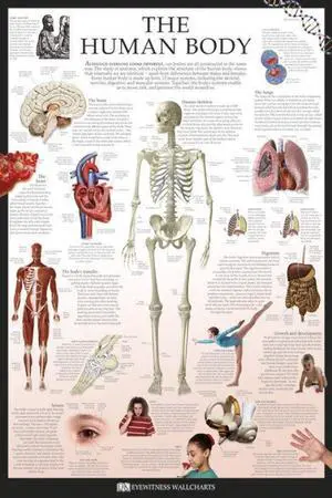 Human Body - Dorling Kindersley Eyewitness Wallcharts Poster Print (22 x 34) Human Body - Dorling Kindersley Eyewitness Wallcharts Poster Print (22 x 34)