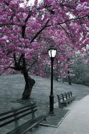 New York City Central Park Blossom Poster Print (22 x 34) New York City Central Park Blossom Poster Print (22 x 34)