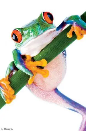 Frog Poster Print (22 x 34) Frog Poster Print (22 x 34)