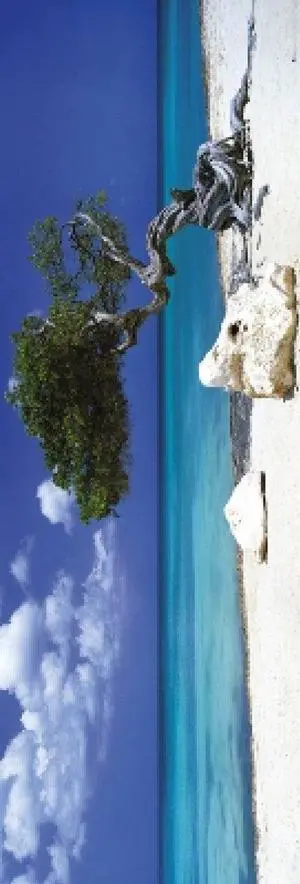 Divi Divi Tree Poster Print (21 X 62) Divi Divi Tree Poster Print (21 X 62)