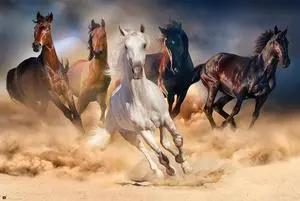 Five Horses Poster (36 x 24) Five Horses Poster (36 x 24)