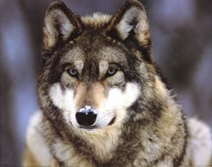Grey Wolf Art Print | Stunning Wildlife Poster Grey Wolf Art Print | Stunning Wildlife Poster