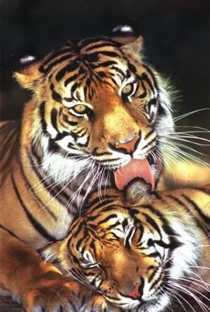 Tigers - Mother's Love Poster Print (22 x 34) Tigers - Mother's Love Poster Print (22 x 34)