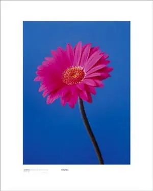 Gerbera, Magenta On Reflex Blu - Masao Ota Poster Print (16 x 20) Gerbera, Magenta On Reflex Blu - Masao Ota Poster Print (16 x 20)