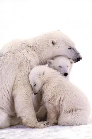 Polar Bear Family Poster Print 24 X 36 Polar Bear Family Poster Print 24 X 36