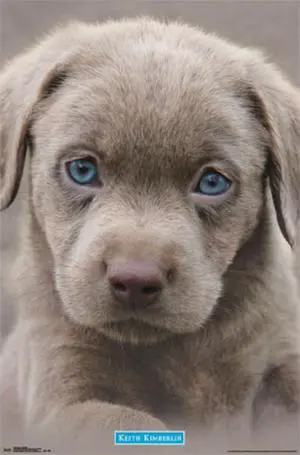 Puppy - Blue Eyes Poster Print (22 x 34) Puppy - Blue Eyes Poster Print (22 x 34)