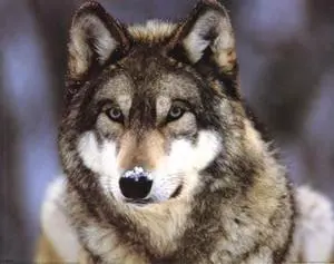 Grey Wolf Poster Print (20 x 16) Grey Wolf Poster Print (20 x 16)