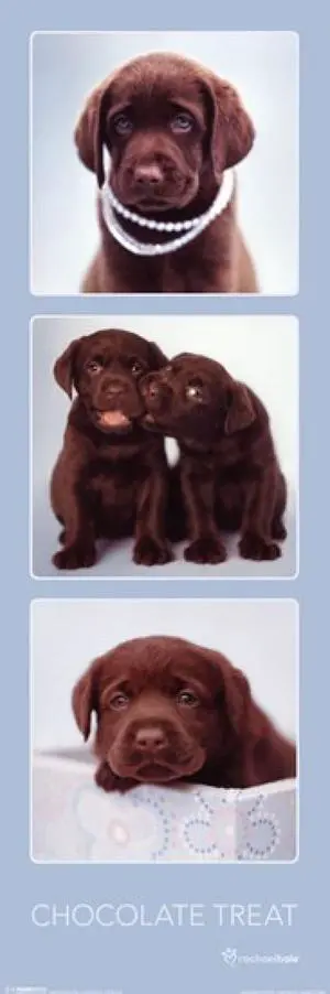 Chocolate Treat Puppy - Rachael Hale Poster Print (12 x 36) Chocolate Treat Puppy - Rachael Hale Poster Print (12 x 36)