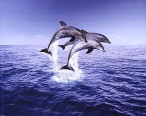 Dolphin Trio Poster Print (20 x 16) Dolphin Trio Poster Print (20 x 16)