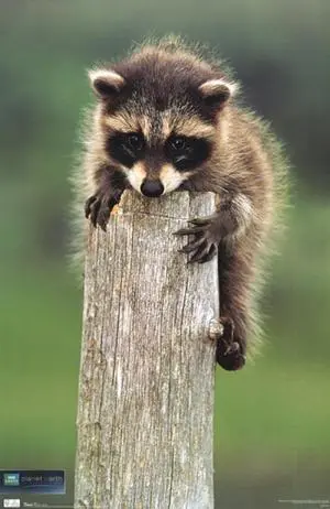 Planet Earth - Racoon Poster Print (24 x 36) Planet Earth - Racoon Poster Print (24 x 36)