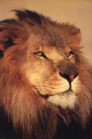 Lion Close Up Poster Print (22 x 34) Lion Close Up Poster Print (22 x 34)