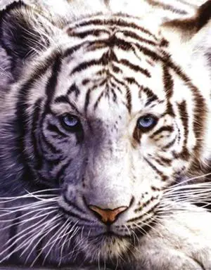 White Tiger Poster Print (16 X 20) White Tiger Poster Print (16 X 20)