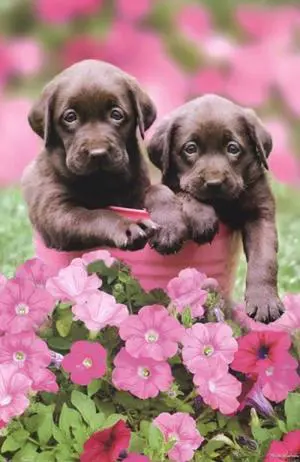 Labs Poster Print by Keith Kimberlin Poster Print (24 x 36) Labs Poster Print by Keith Kimberlin Poster Print (24 x 36)