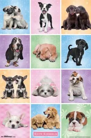 Puppies - Cuties Poster Print (22 X 34) Puppies - Cuties Poster Print (22 X 34)
