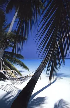 Palm View Hammock Poster Print (22 x 34) Palm View Hammock Poster Print (22 x 34)