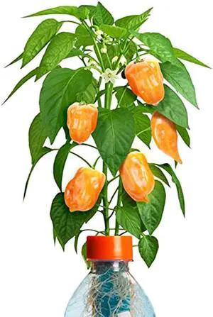 Petomato Habanero Plant