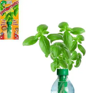 Petomato Basil Plant
