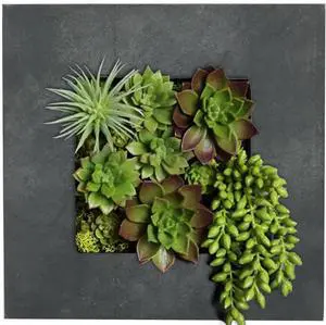 Modern Home Living Wall Galvanized Steel/Zinc Succulent Planter (Black Zinc, 4 Pocket)