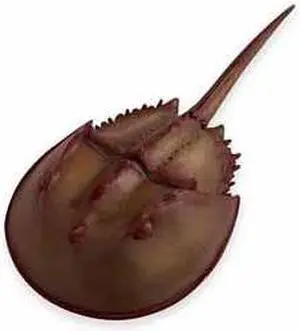 Safari 261429 Horseshoe Crab Animal Figure